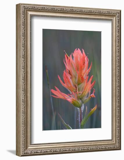 USA, Colorado, Uncompahgre National Forest. Indian paintbrush flower close-up.-Jaynes Gallery-Framed Photographic Print