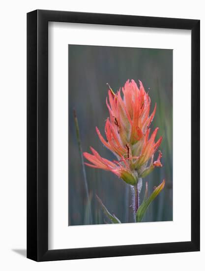 USA, Colorado, Uncompahgre National Forest. Indian paintbrush flower close-up.-Jaynes Gallery-Framed Photographic Print