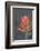 USA, Colorado, Uncompahgre National Forest. Indian paintbrush flower close-up.-Jaynes Gallery-Framed Photographic Print