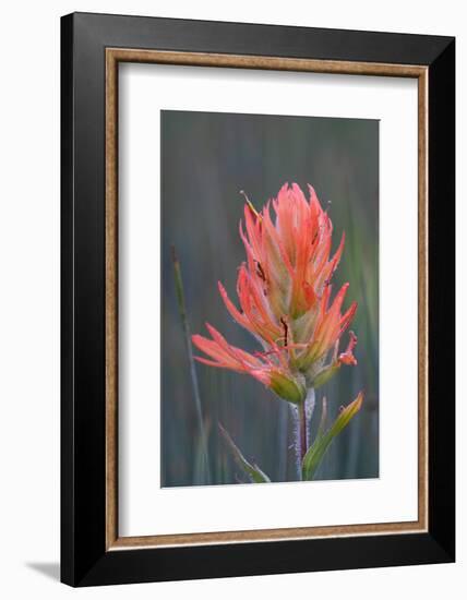 USA, Colorado, Uncompahgre National Forest. Indian paintbrush flower close-up.-Jaynes Gallery-Framed Photographic Print