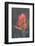 USA, Colorado, Uncompahgre National Forest. Indian paintbrush flower close-up.-Jaynes Gallery-Framed Photographic Print