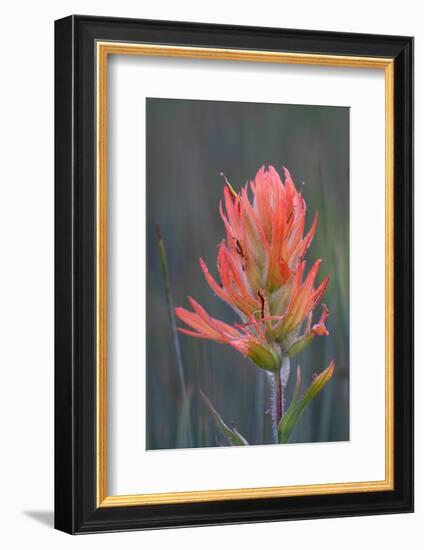 USA, Colorado, Uncompahgre National Forest. Indian paintbrush flower close-up.-Jaynes Gallery-Framed Photographic Print