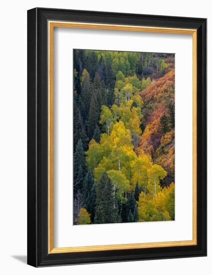 USA, Colorado, Uncompahgre National Forest. Overview of aspen and Gambel's oak trees in ravine.-Jaynes Gallery-Framed Photographic Print