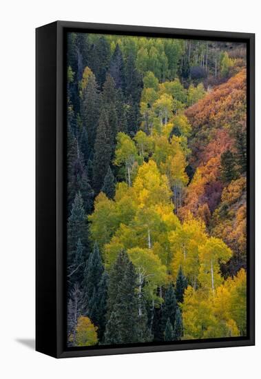 USA, Colorado, Uncompahgre National Forest. Overview of aspen and Gambel's oak trees in ravine.-Jaynes Gallery-Framed Premier Image Canvas