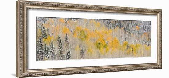 USA, Colorado, Uncompahgre National Forest. Panoramic of fresh snow and autumn colors on forest.-Jaynes Gallery-Framed Photographic Print