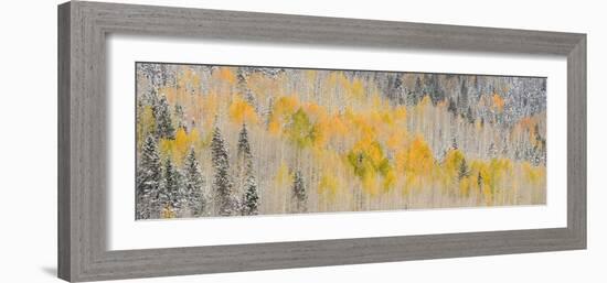 USA, Colorado, Uncompahgre National Forest. Panoramic of fresh snow and autumn colors on forest.-Jaynes Gallery-Framed Photographic Print