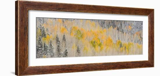 USA, Colorado, Uncompahgre National Forest. Panoramic of fresh snow and autumn colors on forest.-Jaynes Gallery-Framed Photographic Print