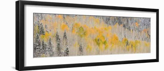 USA, Colorado, Uncompahgre National Forest. Panoramic of fresh snow and autumn colors on forest.-Jaynes Gallery-Framed Photographic Print