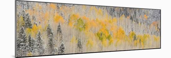 USA, Colorado, Uncompahgre National Forest. Panoramic of fresh snow and autumn colors on forest.-Jaynes Gallery-Mounted Photographic Print