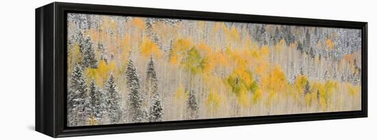 USA, Colorado, Uncompahgre National Forest. Panoramic of fresh snow and autumn colors on forest.-Jaynes Gallery-Framed Premier Image Canvas