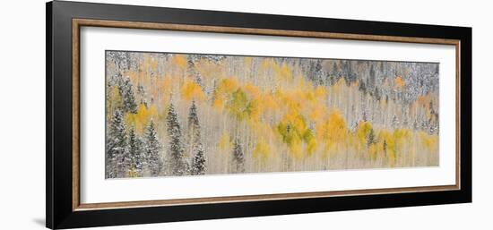 USA, Colorado, Uncompahgre National Forest. Panoramic of fresh snow and autumn colors on forest.-Jaynes Gallery-Framed Premium Photographic Print