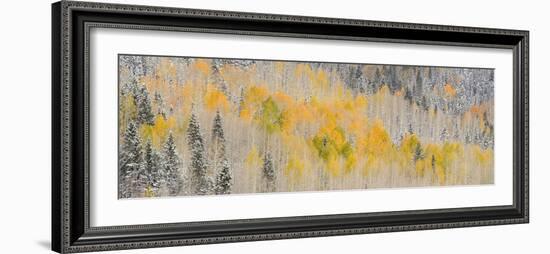 USA, Colorado, Uncompahgre National Forest. Panoramic of fresh snow and autumn colors on forest.-Jaynes Gallery-Framed Premium Photographic Print