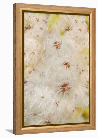 USA, Colorado, Uncompahgre National Forest. Seedheads of clematis plant.-Jaynes Gallery-Framed Premier Image Canvas