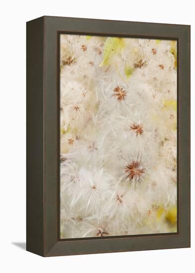 USA, Colorado, Uncompahgre National Forest. Seedheads of clematis plant.-Jaynes Gallery-Framed Premier Image Canvas