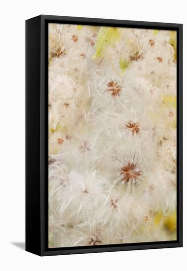 USA, Colorado, Uncompahgre National Forest. Seedheads of clematis plant.-Jaynes Gallery-Framed Premier Image Canvas