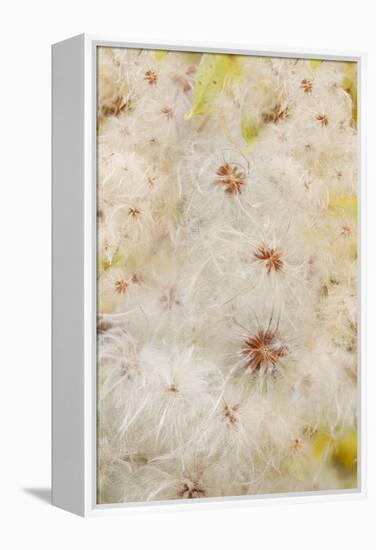 USA, Colorado, Uncompahgre National Forest. Seedheads of clematis plant.-Jaynes Gallery-Framed Premier Image Canvas