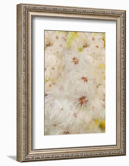 USA, Colorado, Uncompahgre National Forest. Seedheads of clematis plant.-Jaynes Gallery-Framed Photographic Print