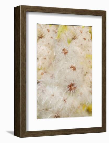 USA, Colorado, Uncompahgre National Forest. Seedheads of clematis plant.-Jaynes Gallery-Framed Photographic Print