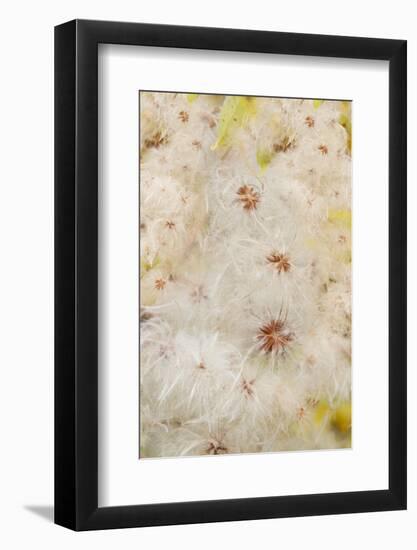 USA, Colorado, Uncompahgre National Forest. Seedheads of clematis plant.-Jaynes Gallery-Framed Photographic Print