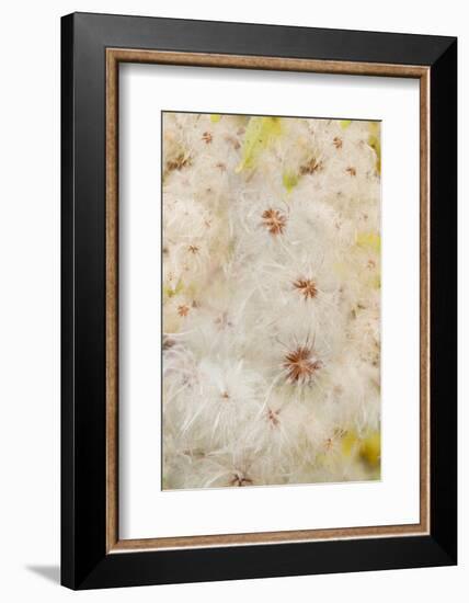 USA, Colorado, Uncompahgre National Forest. Seedheads of clematis plant.-Jaynes Gallery-Framed Photographic Print