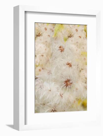 USA, Colorado, Uncompahgre National Forest. Seedheads of clematis plant.-Jaynes Gallery-Framed Photographic Print