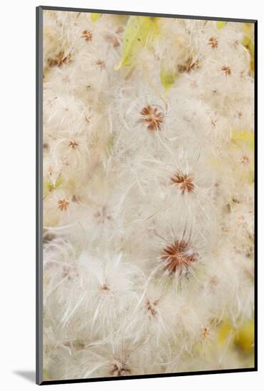 USA, Colorado, Uncompahgre National Forest. Seedheads of clematis plant.-Jaynes Gallery-Mounted Photographic Print