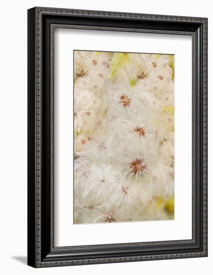 USA, Colorado, Uncompahgre National Forest. Seedheads of clematis plant.-Jaynes Gallery-Framed Photographic Print