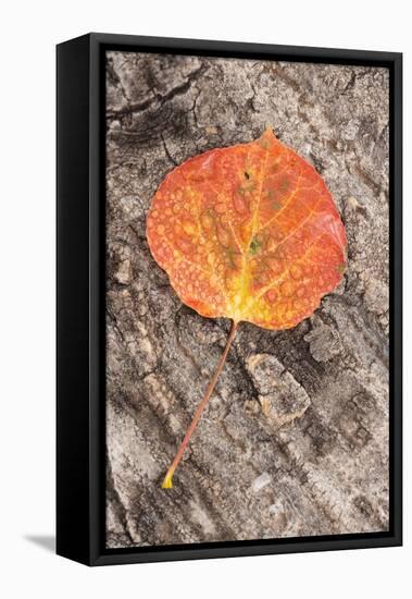 USA, Colorado, Uncompahgre National Forest. Wet aspen leaf on log.-Jaynes Gallery-Framed Premier Image Canvas