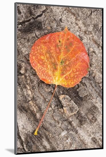 USA, Colorado, Uncompahgre National Forest. Wet aspen leaf on log.-Jaynes Gallery-Mounted Photographic Print