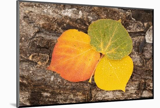 USA, Colorado, Uncompahgre National Forest. Wet aspen leaves on log.-Jaynes Gallery-Mounted Photographic Print