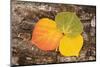 USA, Colorado, Uncompahgre National Forest. Wet aspen leaves on log.-Jaynes Gallery-Mounted Photographic Print