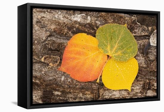 USA, Colorado, Uncompahgre National Forest. Wet aspen leaves on log.-Jaynes Gallery-Framed Premier Image Canvas