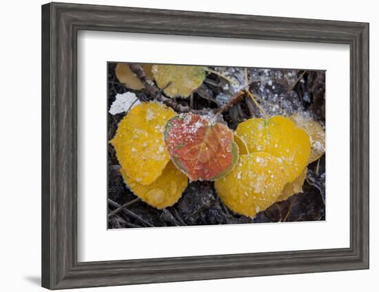 USA, Colorado, Uncompahgre NF. Frozen Water on Aspen Leaves-Don Grall-Framed Photographic Print