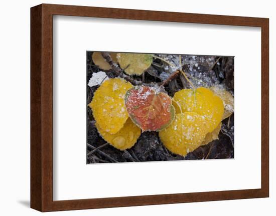 USA, Colorado, Uncompahgre NF. Frozen Water on Aspen Leaves-Don Grall-Framed Photographic Print