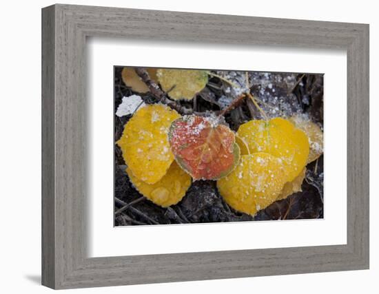 USA, Colorado, Uncompahgre NF. Frozen Water on Aspen Leaves-Don Grall-Framed Photographic Print