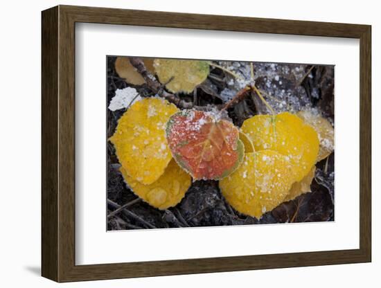 USA, Colorado, Uncompahgre NF. Frozen Water on Aspen Leaves-Don Grall-Framed Photographic Print