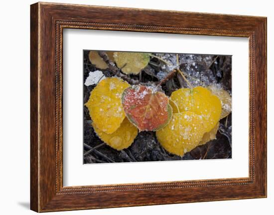 USA, Colorado, Uncompahgre NF. Frozen Water on Aspen Leaves-Don Grall-Framed Photographic Print