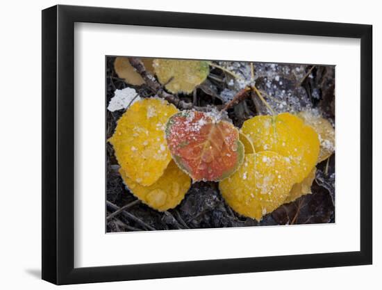 USA, Colorado, Uncompahgre NF. Frozen Water on Aspen Leaves-Don Grall-Framed Photographic Print