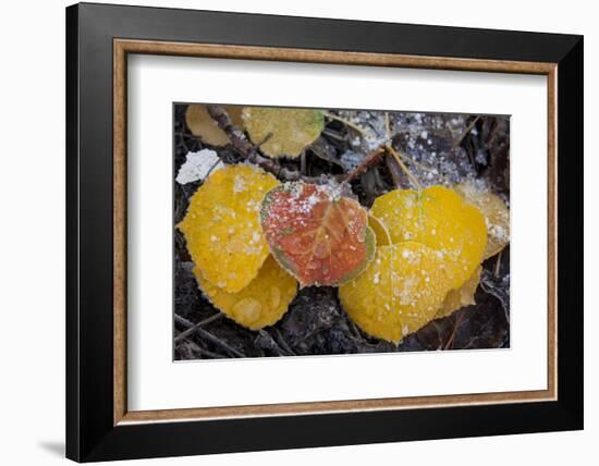 USA, Colorado, Uncompahgre NF. Frozen Water on Aspen Leaves-Don Grall-Framed Photographic Print