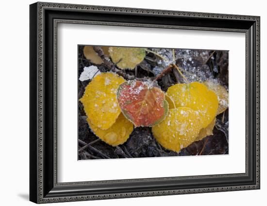 USA, Colorado, Uncompahgre NF. Frozen Water on Aspen Leaves-Don Grall-Framed Photographic Print