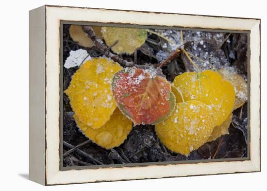 USA, Colorado, Uncompahgre NF. Frozen Water on Aspen Leaves-Don Grall-Framed Premier Image Canvas