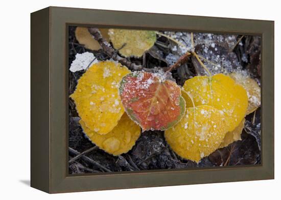 USA, Colorado, Uncompahgre NF. Frozen Water on Aspen Leaves-Don Grall-Framed Premier Image Canvas