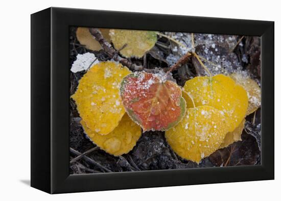 USA, Colorado, Uncompahgre NF. Frozen Water on Aspen Leaves-Don Grall-Framed Premier Image Canvas