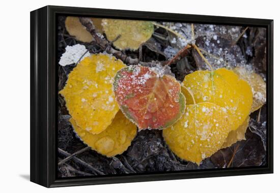 USA, Colorado, Uncompahgre NF. Frozen Water on Aspen Leaves-Don Grall-Framed Premier Image Canvas