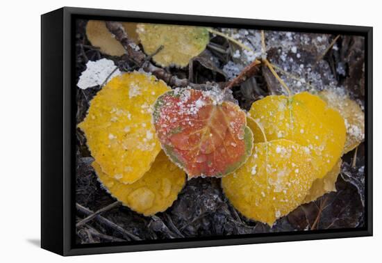 USA, Colorado, Uncompahgre NF. Frozen Water on Aspen Leaves-Don Grall-Framed Premier Image Canvas