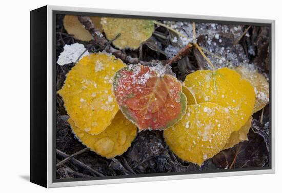 USA, Colorado, Uncompahgre NF. Frozen Water on Aspen Leaves-Don Grall-Framed Premier Image Canvas