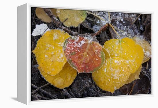 USA, Colorado, Uncompahgre NF. Frozen Water on Aspen Leaves-Don Grall-Framed Premier Image Canvas