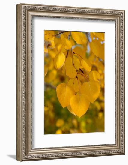 USA, Colorado, Vindicator Valley Trail. Historic gold mining district. Yellow aspens along path.-Cindy Miller Hopkins-Framed Photographic Print