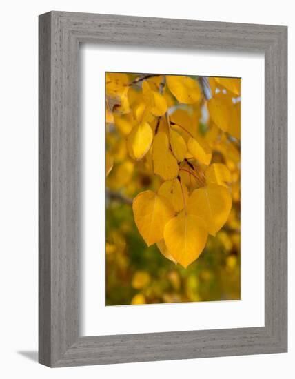 USA, Colorado, Vindicator Valley Trail. Historic gold mining district. Yellow aspens along path.-Cindy Miller Hopkins-Framed Photographic Print