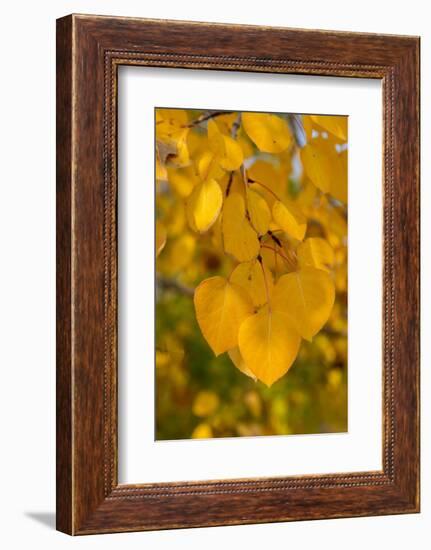 USA, Colorado, Vindicator Valley Trail. Historic gold mining district. Yellow aspens along path.-Cindy Miller Hopkins-Framed Photographic Print